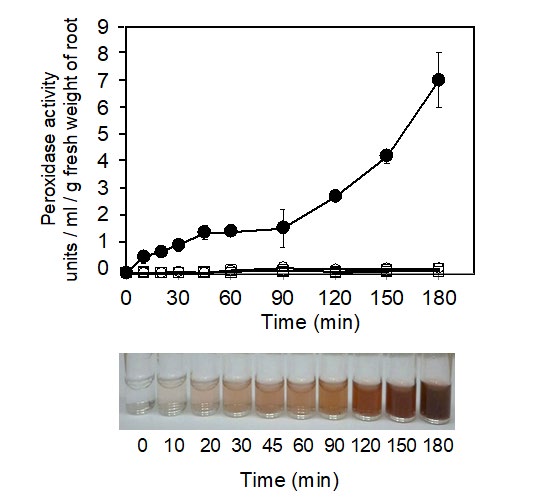 Figure 1: (a) Changes in the peroxidase activities in the hydroculture medium of portulaca and other reference plants (salvia, lavender, and rosemary). The peroxidase activities were assayed by H2O2 - guaiacol colormetric reaction. The activity of the enzyme was calculated from the extinction coefficient of tetraguaiacol at 470 nm (26.6 mM-1 cm-1), and expressed as units ml-1 g-1 (fresh weight of root). Data are means + SD (n = 3). Symbols: closed circle, portulaca; open circle, salvia; open triangle, lavender; open square, rosemary. (b) Changes in the color in peroxidase reaction solution of portulaca after 0, 10, 20, 30, 45, 60, 90, 120, 150, and 180 min of hydroculture.