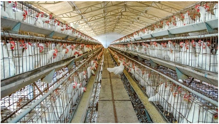 Figure 1: File photo of an organized poultry farm in Coimbatore (Photo Credits: PTI).