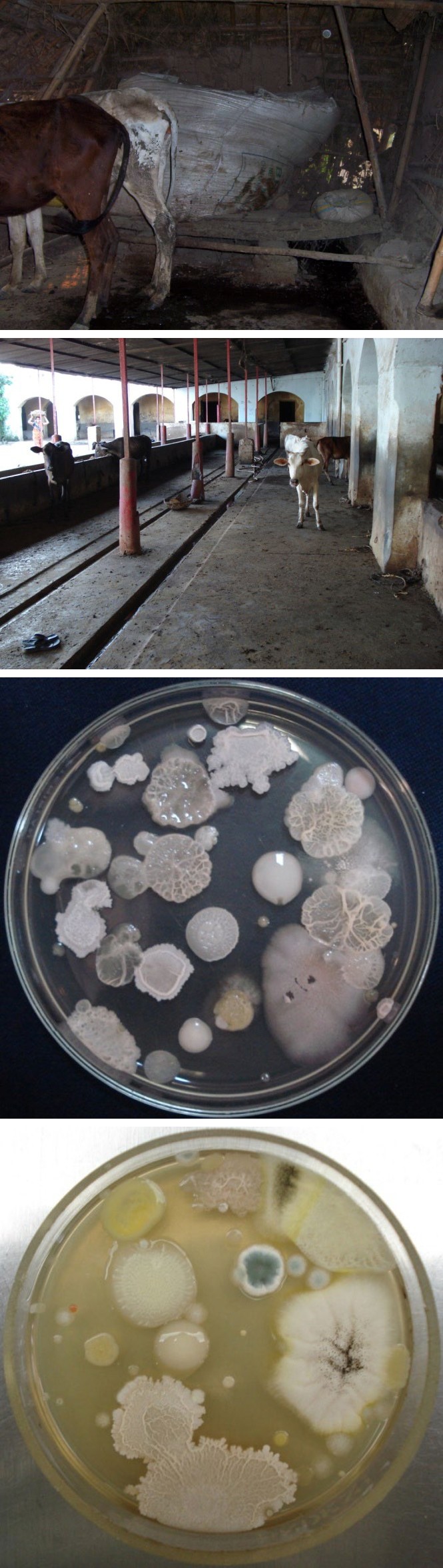 Figure 1: A-Paddy stored in cowshed, B-Commercial cowshed (Goshala), C & D-Appearance of bacterial colonies on PDNA plates after exposure in cowshed environment.