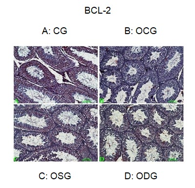 Figure 1: BAX expressions in the testis tissue. A: Negatif expression, B:+1 expression, C:+2 expression, D:+3 expression. (Groups; A: CG, B: OCG, C: OSG, D: ODG).