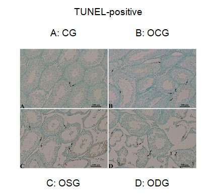 Figure 3: Staining with TUNEL-positive cells in the testis tissue. (Groups; A: CG, B: OCG, C: OSG, D: ODG).