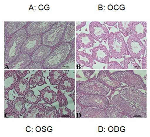 Figure 4: Hematoxylin-Eosin in the testis tissue. (Groups; A: CG, B: OCG, C: OSG, D: ODG).