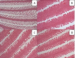 Figure 1: Dicentrarchus labrax gill: (A) control treatment, (B) 0.25% HA treatment; (C) 0.50% HA treatment, (D) 0.75% HA treatment. Scale bar 100 µm, H&E. Abbreviations: HA=humic acid.