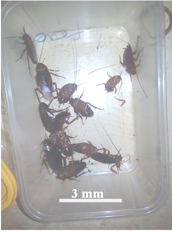 Figure 1: Specimens of P. americana caught during the period of study.