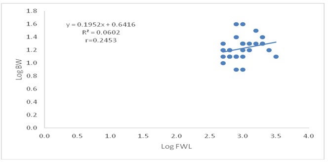 Figure 7: Logarithmic relationship between forewing length and body weight of female P. americana.