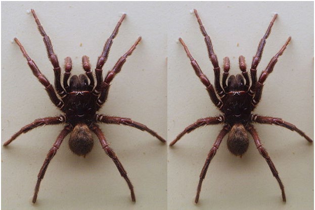 Figure 1: _Atrax robustus_ (Sydney Funnel-Web Spider_)_.