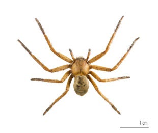 Figure 13: _Eriophora heroine_ male Swifts Creek, Victoria.