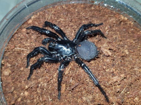 Figure 5: _Hadronyche Infensa._
