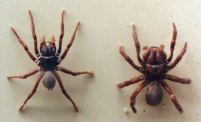 Figure 6: _Hadronyche macquariensis_.