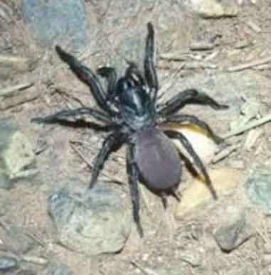Figure 8: _Atrax yorkmainorum._