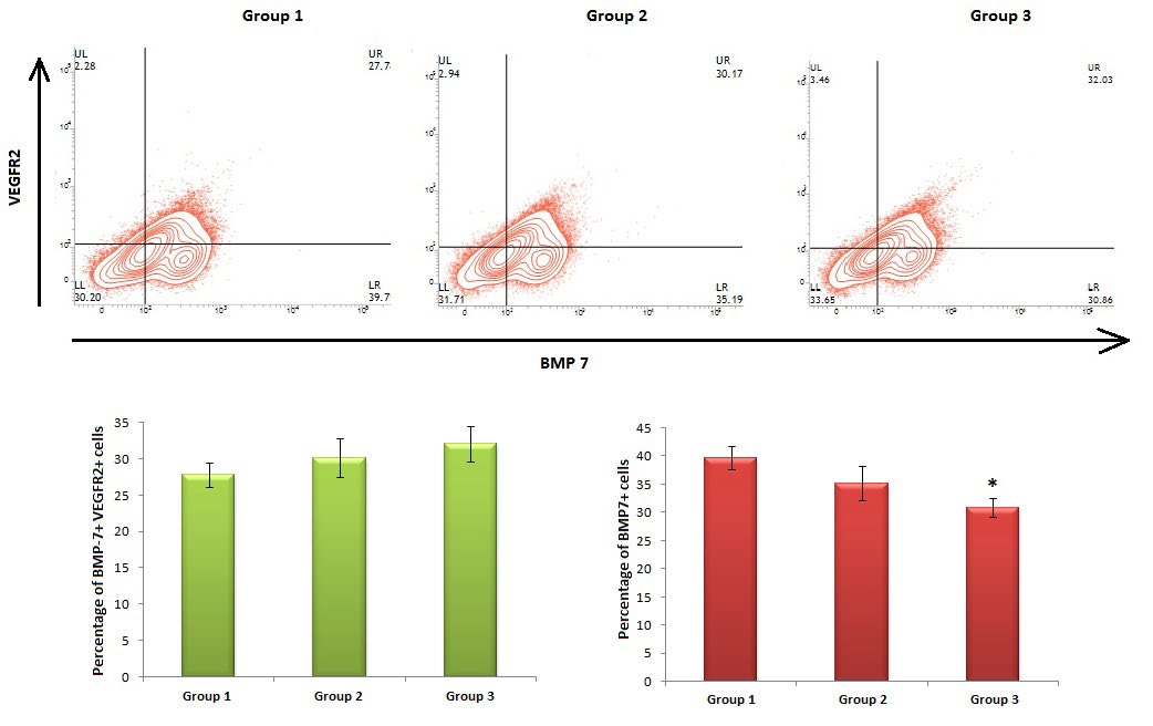 Figure 1: Expression pattern of BMP7+VEGFR2+ double positive cell population. (A) Contour plots of BMP7-VEGFR2 were obtained from the single cell suspension prepared from placenta. (B) Bar diagram representing percentage of BMP7+VEGFR2+ double positive cells. (C) Bar diagram representing percentage of BMP7+ positive cells. Data represent the mean±SD (n=6). *p< 0.05 when compared to animals of group 1. Gr. 1: control group, Gr. 2: pregnant female rats treated with BTE (50 mg BTE/ kg body weight/day, p.o.), Gr.3: pregnant female rats treated with BTE (100 mg BTE/kg body weight/day, p.o.).