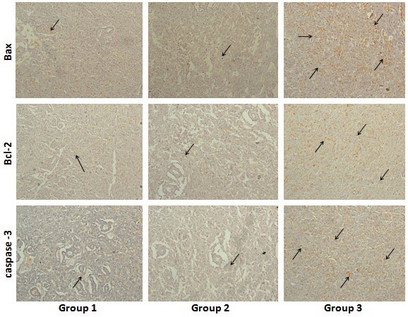Figure 3: Localization of Bax, Bcl-2 and caspase-3 positive cells in placenta examined by immunohistochemistry (100X magnification). Gr. 1: control group, Gr. 2: pregnant female rats treated with BTE (50 mg /kg body weight/ day, p.o.), Gr.3: pregnant female rats treated with BTE (100 mg /kg body weight/day, p.o.). Black arrow indicating the expression of respective antibodies in placenta of three different groups of mothers on day 20.