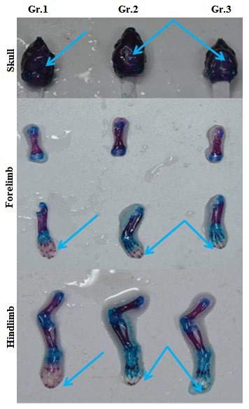 Figure 6: Bone and cartilage double staining of day 0 pups (Alcian blue- Alizarin red counterstaining). Blue colour indicates cartilaginous part and red colour indicates ossified part. Gr. 1: pups of control group, Gr. 2: pups of pregnant female rats treated with BTE (50 mg /kg body weight/day, p.o.), Gr.3: pups of pregnant female rats treated with BTE (100 mg /kg body weight/day, p.o.). Blue arrows are indicating the changes in rate of ossification in different regions of skeleton of pups of three experimental groups.
