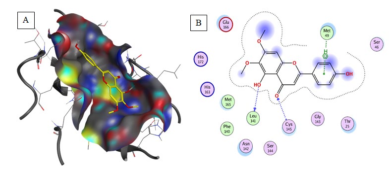 Figure 5: Representation of docked ligand-protein complex (A) animation pose of Cirsimaritin within the cavity of 6LU7, (B) 2D interaction of Cirsimaritin with amino acid residues of Mpro COVID-19. (Generated using Free Version of Discovery Studio Visualizer).