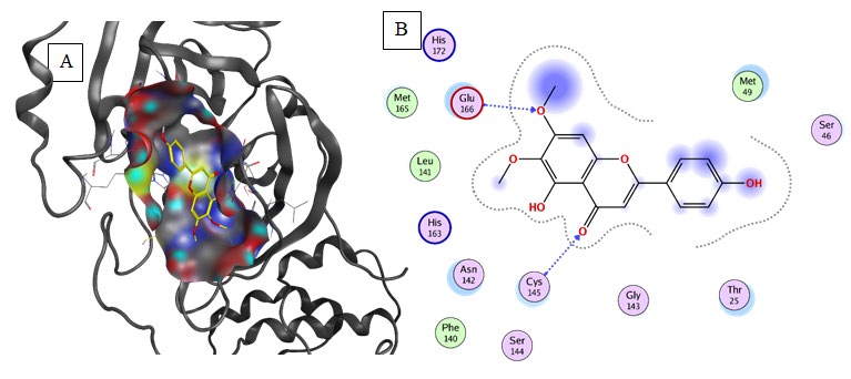 Figure 6: Sulfasalazine form hydrogen bonds with Gly143, and Ser144, and aromatic interaction with Cys145, Met165, Leu167, and Pro168. An amount of van der Waals interactions were composing a relatively hydrophobic environment.