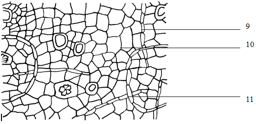 Figure 6: Abbreviated drawing of transverse section of Root tissue (1) Phellem; (2) Cortex; (3) Phloem; (4) Secretory cavity; (5) Cambium; (6) Xylem; (7) Pith ray; (8) Fracture