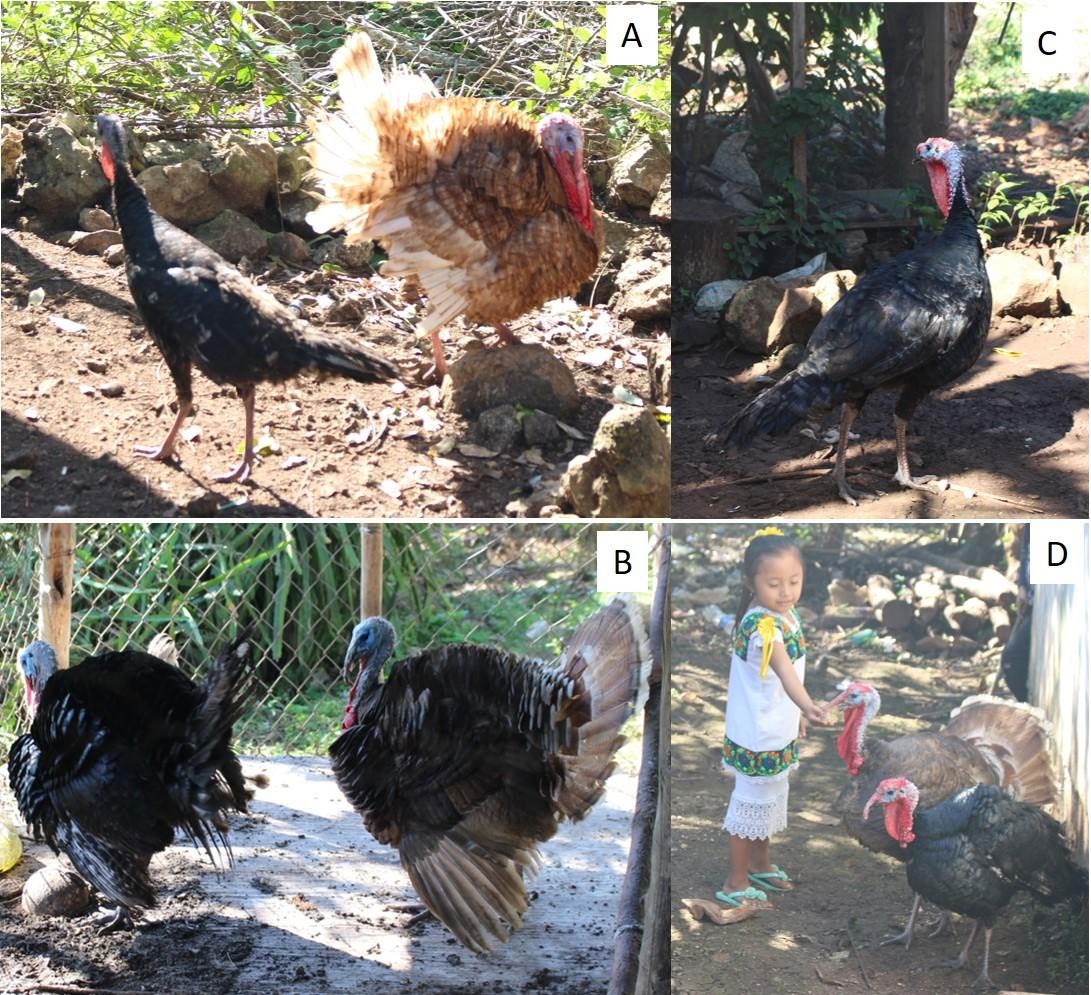 Figure 1: Domestic turkey, úulum in the Mayan language. A) Turkey in a cage with a soil floor. B) Turkey in a cage with a cement floor. C) Free turkey in the yard. D) Girl feeding turkeys.