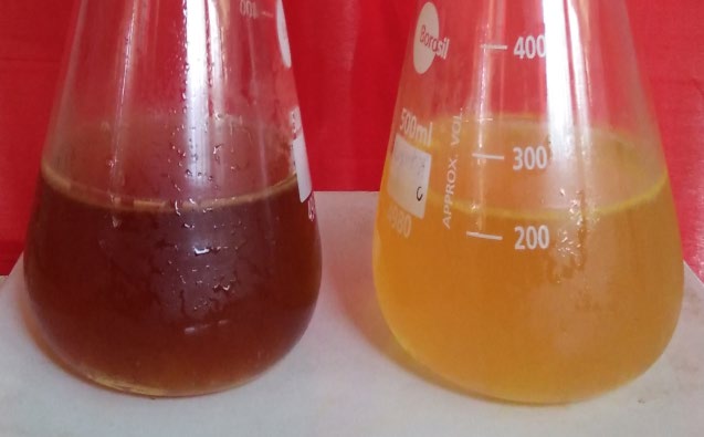 Figure 2: Extracellular dark brown and yellow pigmentation produced by _Xanthomonas campestris_ pv_._ _vesicatoria_ in Nutrient broth flasks under the effect of aromatic oil’s vapour phase and control, respectively.