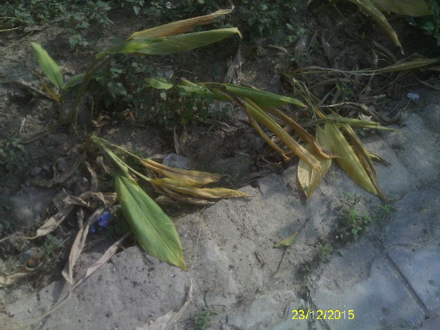 Figure 1: The Curcuma plants grown by the author.