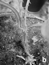 Figure 3: Harvested tubers of pot grown in vitro node (a and c) cultures and cryopreserved (b and d) apical buds derived plants of Dioscorea cayenensis at the first (a and b) and at the second (c and d) cycles of growth.
