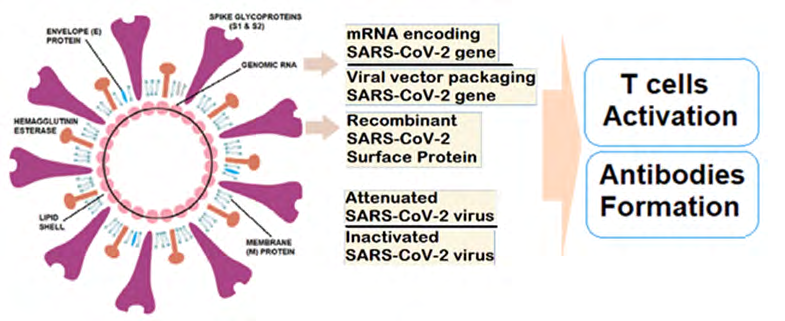 Figure 1: The potential candidates for development of COVID-19 vaccines.