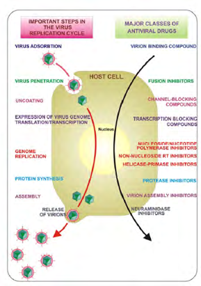 Figure 10: Photodynamic inhibition of viruses by reactive oxygen species (ROS) induced damage of the membrane, proteins and DBA/RNA [8].
