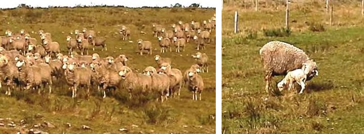 Figure 1: Experimental ewes.