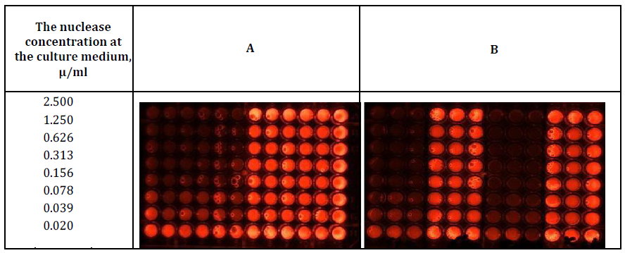 Figure 2: Determination of the DNase activity at the beginning (panel A) and the end (Panel B) of incubation of HSF cell culture (Columns 4-6 ,10-12 and 7 -12, Panels A and B respectively) and the culture mediums without the cells (Columns 1-3,7-9 and 1 -6, Panels A and B respectively). In the presence of S. marcescens nuclease (Columns 1-6 and 1-3, 7-9, Panels A and B respectively) and in the absence (Columns 6- 12 and 4-6, 9-12 Panels A and B, respectively) of S. marcescens nuclease.