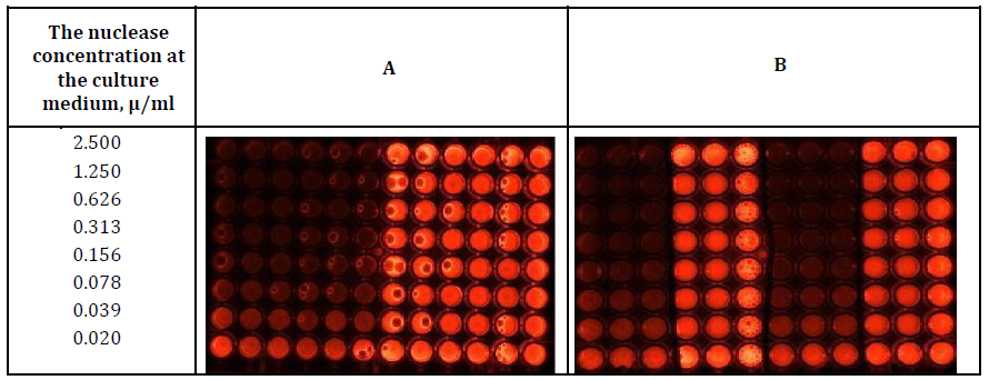 Figure 3: Determination of the DNase activity at the beginning (panel A) and the end (Panel B) of incubation of HCT cell culture (Columns 4-6 ,10-12 and 7-12, Panels A and B respectively) and the culture mediums without the cells (Columns 1-3,7- 9 and 1-6, Panels A and B respectively). See explanation to Figure 2.