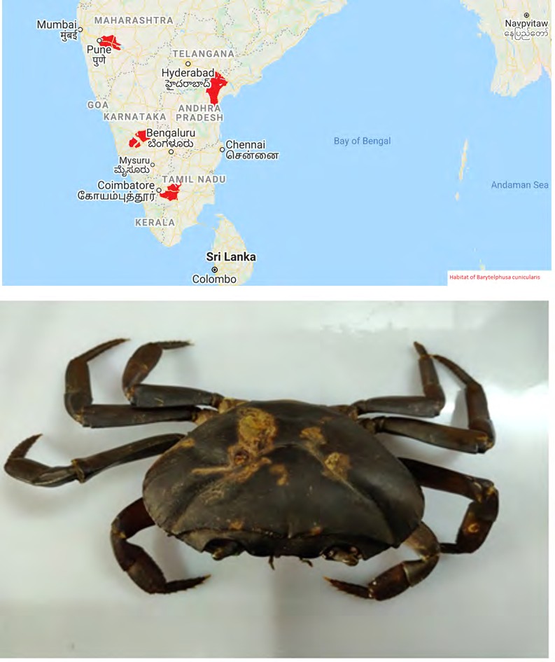 Figure 1: Dorsal View of male crab _Barytelphusa_ _cunicularis_.
