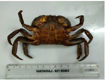 Figure 2: Ventral view of Male crab _Barytelphusa_ _cunicularis_.