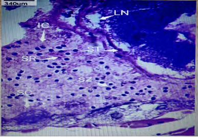 Figure 5: Photomicrograph on cross section of control male _B._ _cunicularis_ showing developing spermatozoa and immature spermatocytes in seminiferous tubules (X540). H and E stain.