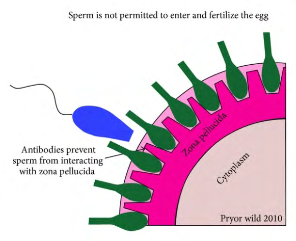 Figure 2: Immuno contraception using an immune response to zona pellucida (ZP). The immune response to the ZP antigen can inhibit sperm-egg binding or disrupt ovarian function (Source: http://www.newmalecontraception. org/risug/).