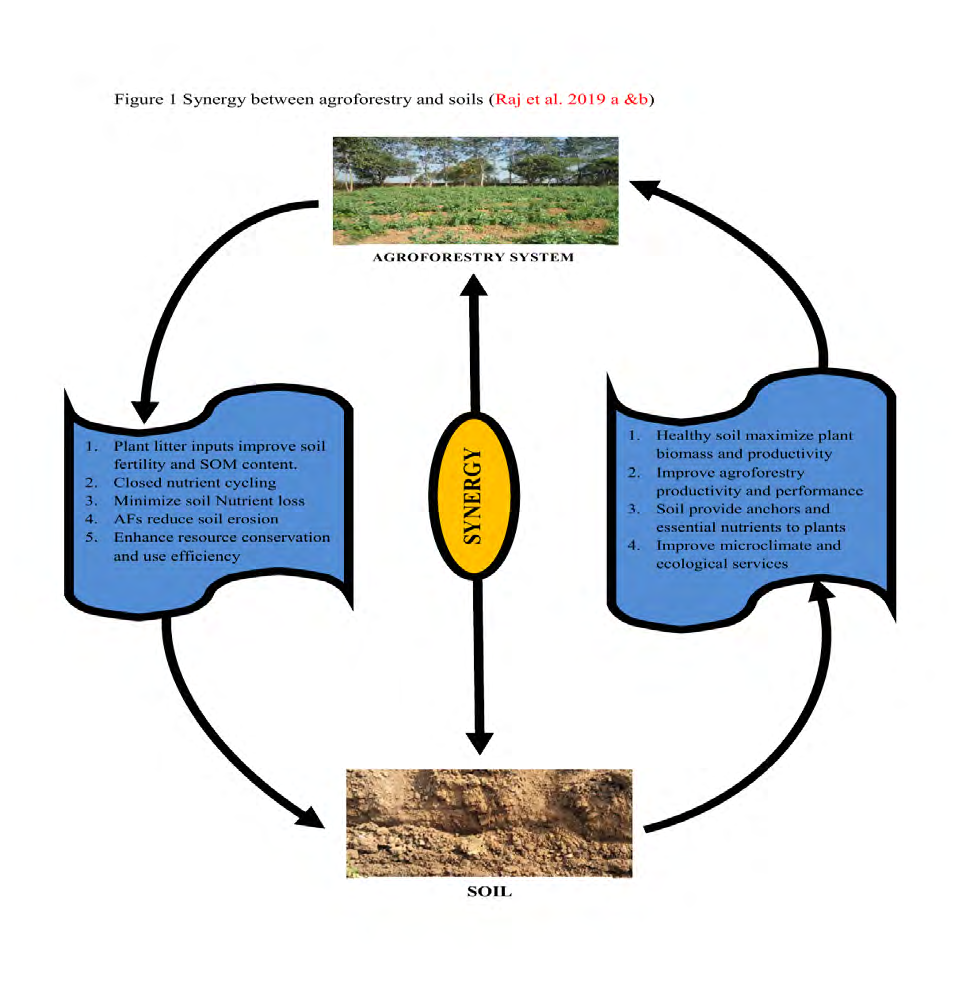 Figure 2: Synergy between agroforestry and soils [10,25].