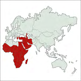 Figure 2: Geographical distribution of LSD, OIE Data [2]. https://www.researchgate.net/figure/Geographical- distribution-of-lumpy-skin-disease_fig1_283791807 [accessed 27 Jul, 2020].