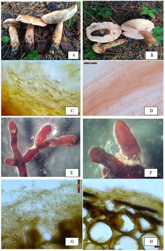 Figure 1: Tricholoma aurantium: (A) Carpophores in groups. (B) Underview of cap with adnexed to notched lamellae. (C) Pileus cuticle an ixocutis. (D) Stipe cuticle hyphae closely septate. ECM (Tricholoma aurantium+ Cedrus deodara): (E) Dichotomously branched ecto- mycorrhizal system. (F) Emanating hyphae proximally positioned. (G) Plectenchymatous mantle type ‘F’. (H) Hartig net (hn) between cortex cells of root and parallarly oriented layers of tannin cells.