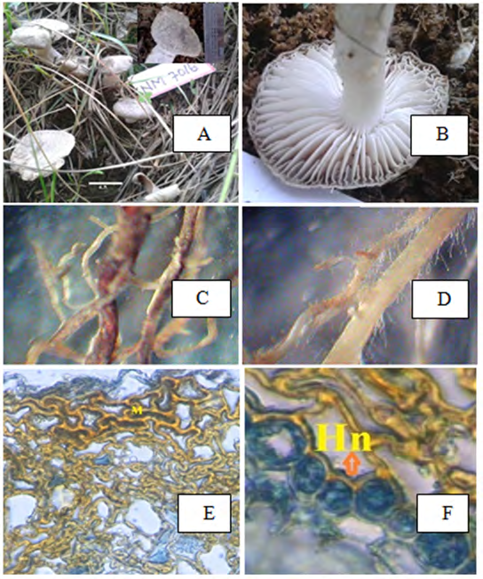 Figure 3: Tricholoma pardinum: (A) Carpophores in groups. (B) Under view of cap with adnexed to notched lamellae. ECM (Tricholoma pardinum + Pinus wallichiana): (C) Dichotomously branched ecto- mycorrhizal system. (D) Ectomycorrhizae with cottony appearance. (E) T.S. of mantle with Type ‘H’. (F) Hartig net (Hn) between cortex cells of root.