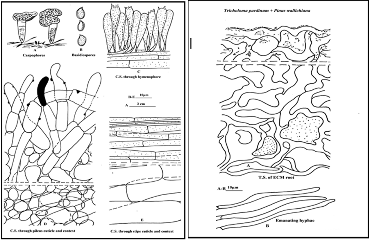 Figure 4: Tricholoma pardinum (Pers.) Quél ECM root of Tricholoma pardinum + Pinuswallichiana