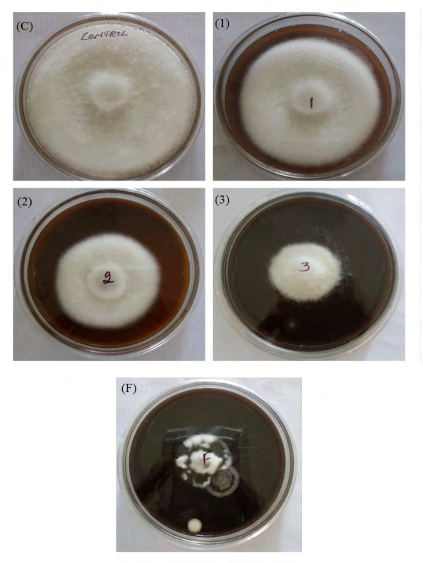 Figure 1: Agarose gel pattern of _Phytophthora palmivora_ genomic DNA. DNA loaded on 1% Agarose gel.