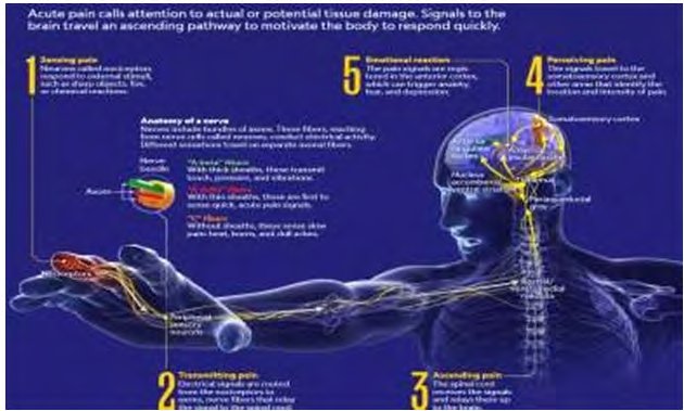 Figure 2: (A World of Pain”, National Geographic Magazine, vol. 1, issue-1, pp. 32-57, (January 2020)). Source: https://www.nationalgeographic.com/magazine/2020/01/scientists-are-unraveling-the-mysteries- of-pain-feature/.