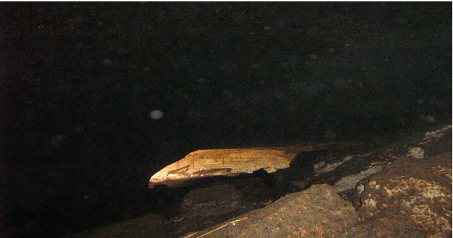 Figure 3: The transition zone, the area from the entrance to where the dark zone starts. (Locality: El shekh Sayed bat cave, Asyut governorate, Egypt. Photo was taken by Dr. Waill Elkhateeb).