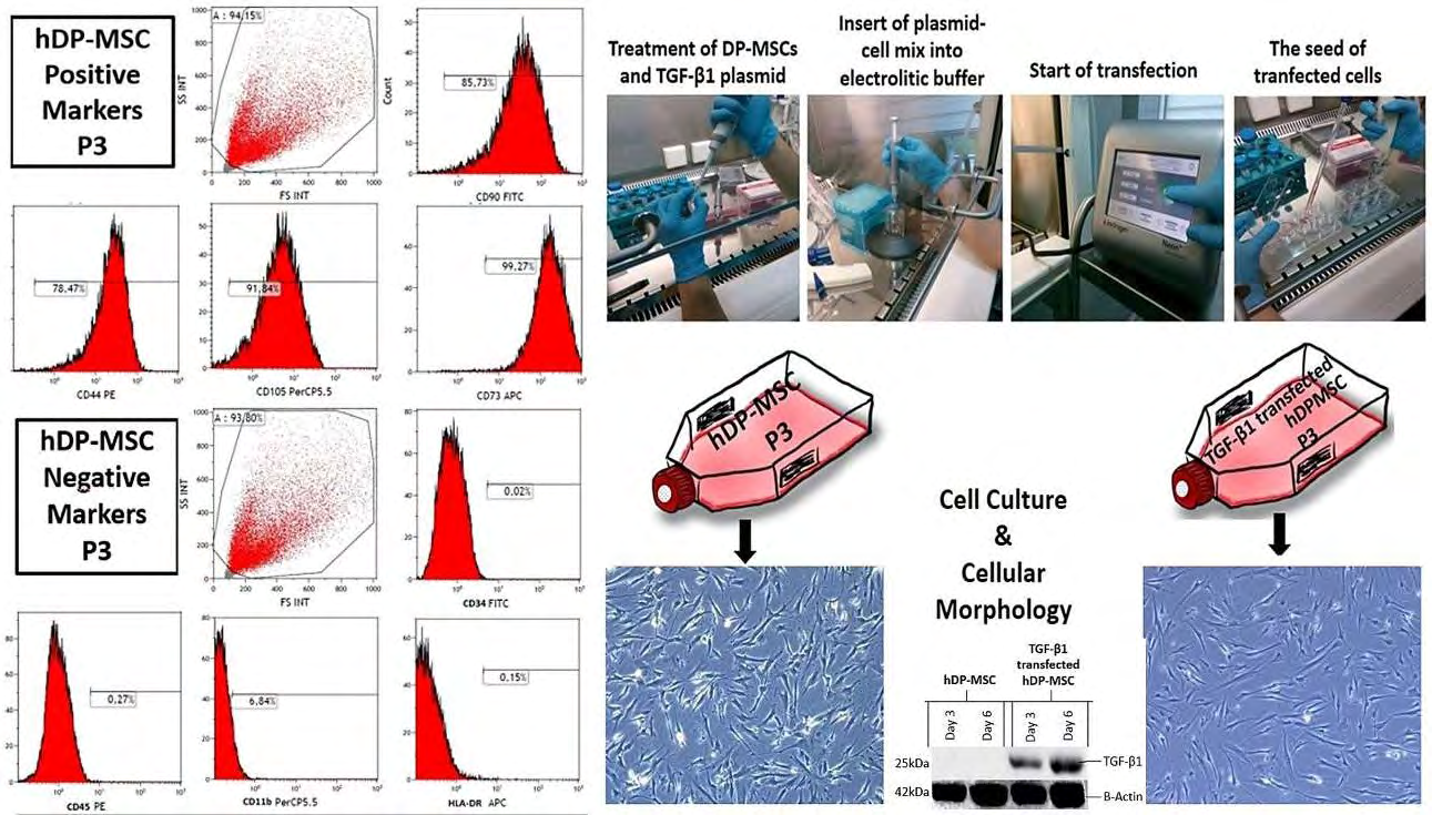 Figure 1: Flow cytometry analysis results of DP-MSCs and their morphology in culture after TGF-B1 transfection.