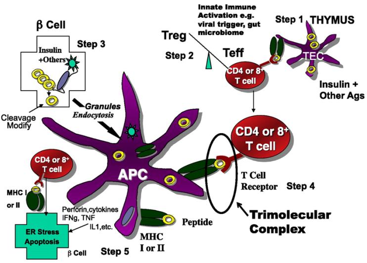 Figure 2: Courtesy ref 13Simplified model of the immune pathogenesis of type 1 diabetes. Major components include Step 1) The thymus where peptides of peripheral antigens are expressed and presented by HLA molecules on the surface of medullary thymic epithelial cells (mTECs cells) to T-cell receptors, leading to deletion of many but not all anti-islet autoreactive T-cells. Step 2) Regulatory T- cells (Treg) and effector T-cells are both produced, and their balance is crucial for maintaining tolerance. Innate immune activation can affect the balance in terms of activating autoimmunity. Step 3) The β-cell itself not only produces target antigens but also modifies molecules, such as chromogranin, by cleavage at critical sites, thus creating peptides recognized by pathogenic T-cells. There is evidence that processing of molecules such as insulin within the β-cell creates peptides that are then taken up by antigen-presenting cells either as whole, dead β-cells, or specifically, granules of β-cells, for eventual further processing and presentation of islet peptides to effector T-cells. Step 4) The trimolecular complex, involving the MHC-presenting molecule/peptide in the appropriate “register”/T-cell receptor recognizing both and, like a lock and key, is the essential recognition unit for adaptive organ-specific autoimmunity. Step 5) Finally, CD4 T-cells orchestrate multiple arms of the immune system (e.g., CD8 cytotoxic T-cells, pathogenic cytokine production), resulting in specific destruction of islet β-cells.