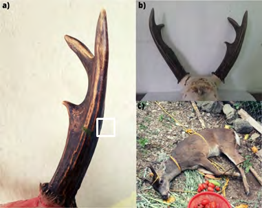 Figure 1: a) Leaves attached to the main beam of the left antler, a trace that the white-tailed deer had recently carved. b) Antlers set of the white-tailed deer of Chiapas. c) Rescue and capture of Odocoileus virginianus nelsoni residents from Canoas neighborhood in Motozintla de Mendoza. Chiapas, Mexico.