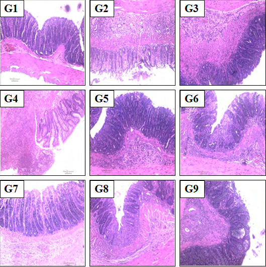 Figure 2: Representative photomicrograph of histopathology images of colon in various test groups stained with hematoxylin (H) and eosin (E). G1: Normal control; G2: Disease control (50% TNBS in ethanol, (10 mg); 400 µL through intra-colonic route); G3: Sulphasalazine, 250 mg/kg; G4: Untreated test formulation; G5: Biofield Energy Treated test formulation; G6: Biofield treatment _per se_ to animals (-15 days); G7: Biofield Energy Treated test formulation (-15 day); G8: Biofield Energy Treatment _per se_ to animals plus Biofield Energy Treated test formulation (-15 day); and G9: Biofield Energy Treatment _per se_ to animals plus untreated test formulation. All the values are represented as mean ± SEM (n=8). RBC: Red blood cells, Hb: Haemoglobin; PCV: Packed cell volume; MCV: Mean corpuscular volume; MCH: Mean corpuscular haemoglobin; MCHC: Mean corpuscular haemoglobin concentration; RDW-CV: Red cell distribution width - coefficient of variation. All values are expressed as the mean ± SEM.