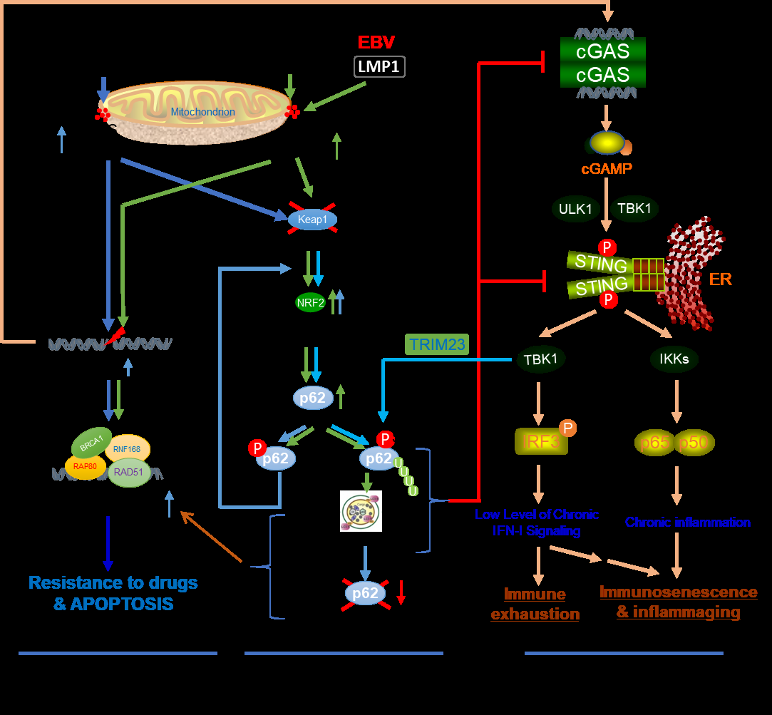 Figure 1: Autophagy mediates the crosstalk of oxidative stress with the Keap1-NRF2 antioxidative response, the DNA damage response, and the cGAS-STING-mediated antitumor immune response. ROS are produced by various stresses, such as viral infections, cancer chemotherapeutic drug treatments, and cancer hypoxia, as well as by signaling pathways triggered by oncogenic viral proteins. Different levels of ROS result in distinct outcomes, through the activation of: 1) DDR. p62-mediated selective autophagy is induced by ROS and promotes DNA repair in cancer cells, conferring to drug resistance. massive DNA damage that cannot be repaired causes cell death; 2) antioxidative response. The master antioxidant transcription factor NRF2 remains at low protein levels. ROS promote the accumulation and activation of NRF2 in an autophagy-dependent manner. Activated NRF2 induces the expression of a pool of target genes, including p62 that is required for the induction of p62-mediated selective autophagy; and 3) DNA sensing pathways, with the cGAS-STING pathway being the major one. p62-mediated selective autophagy suppresses the cGAS-STING- mediated signaling, and in turn, the cGAS-STING pathway promotes p62-mediated selective autophagy.