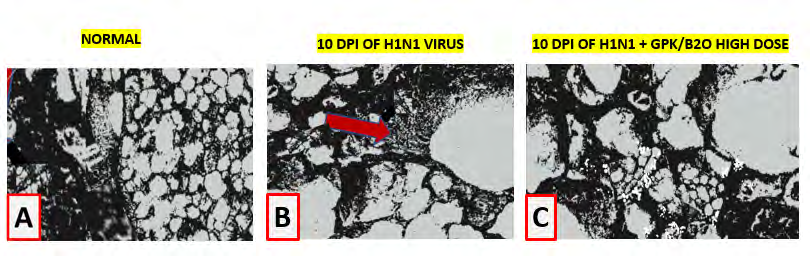 Figure 10: Scanning Electron Microscopy Lung Sections At 10dpi IN H1N1 Challended Mice: Effect Of GPK/B2O.