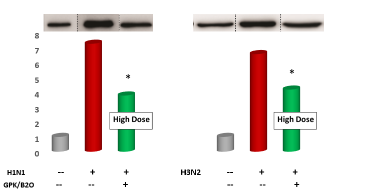 Figure 5: IL-6 Gene Expression in Lung Tissue Level of Mice Challenged by Two Viral Inoculations: Effect of GPK/B2O.