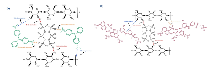 Figure 19: Schematic diagram showing different mechanisms involved in the removal process of MG (a) and RR-195 (b) using chitosan/hexametaphosphate (CTS-HMP) beads [35].