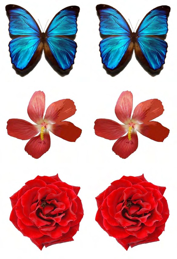 Figure 5: Left hand side images is the original JPEG cover images, where as right hand side we have the stego images containing the embedded message.